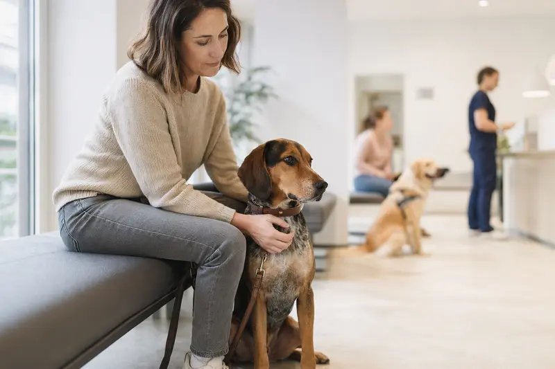 Ein Haldenbracke-Hund sitzt ruhig neben seinem Besitzer im hellen Wartezimmer einer modernen Tierarztpraxis.